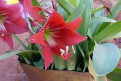 Hippeastrum puniceum